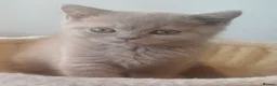 British Shorthair cats for sale: Ready to leave🐈‍⬛ - Advert 29