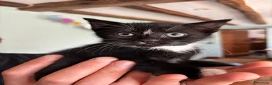 Domestic Shorthair Kitten 4