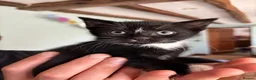 Domestic Shorthair cats for sale: 5 black and white kittens ready to take home  - Advert 11