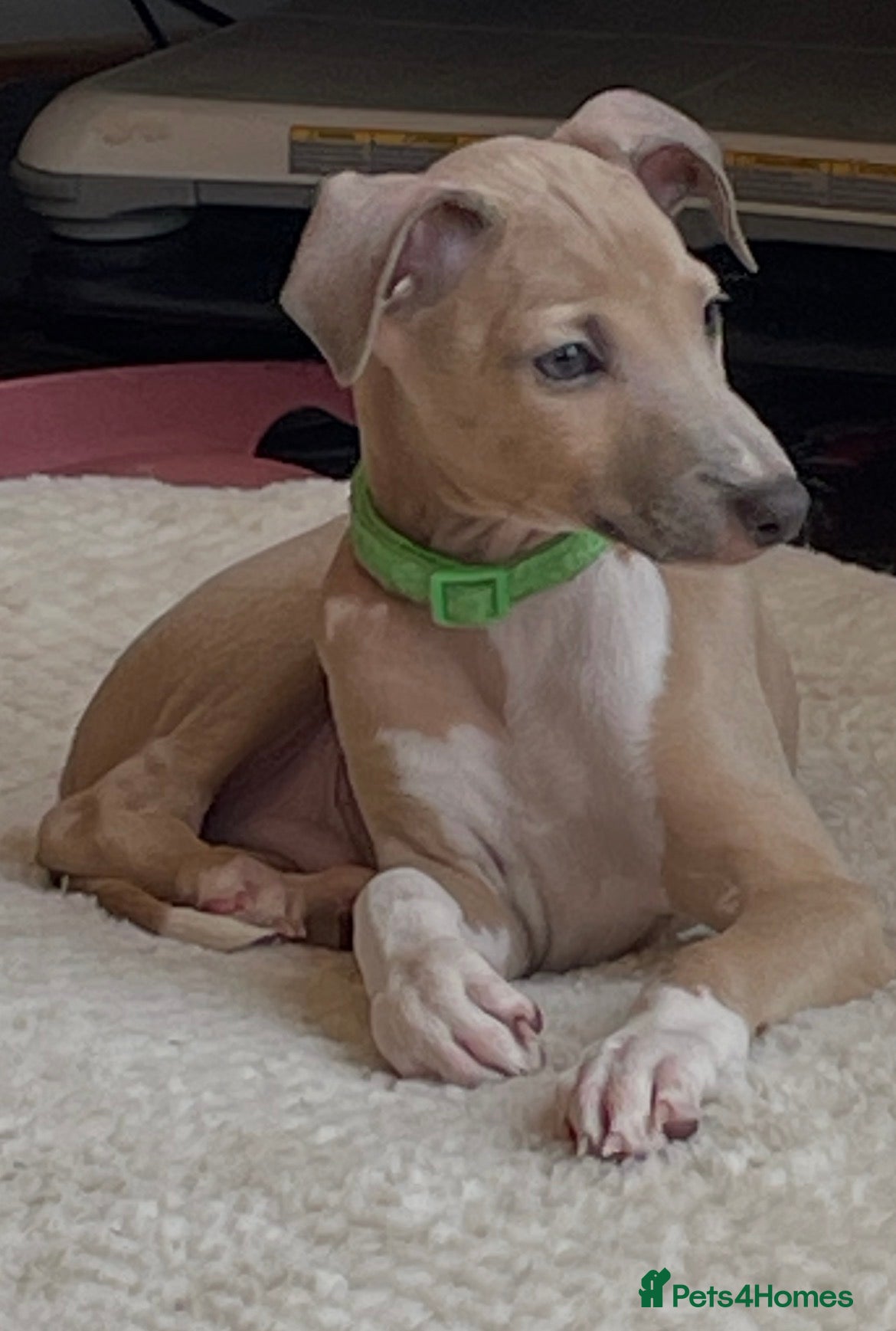 Mixed Breed dogs Gorgeous 3/4 ITALIAN GREYHOUND pups - Advert 1