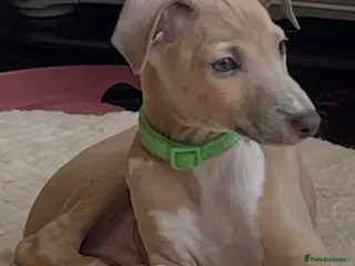 Mixed Breed dogs Gorgeous 3/4 ITALIAN GREYHOUND pups - Advert 1