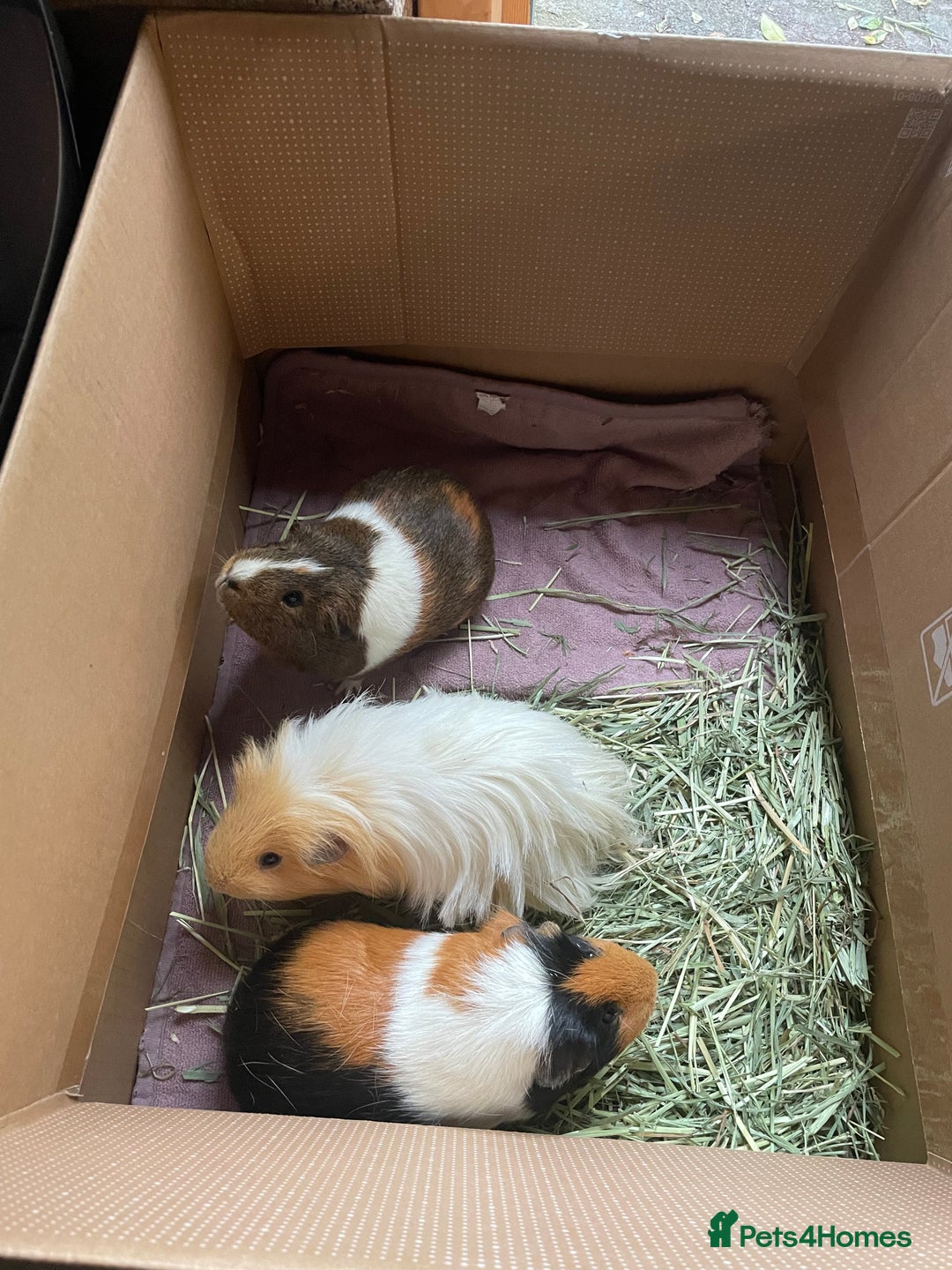 Guinea Pig rodents for sale: Guinea pig family - Advert 5