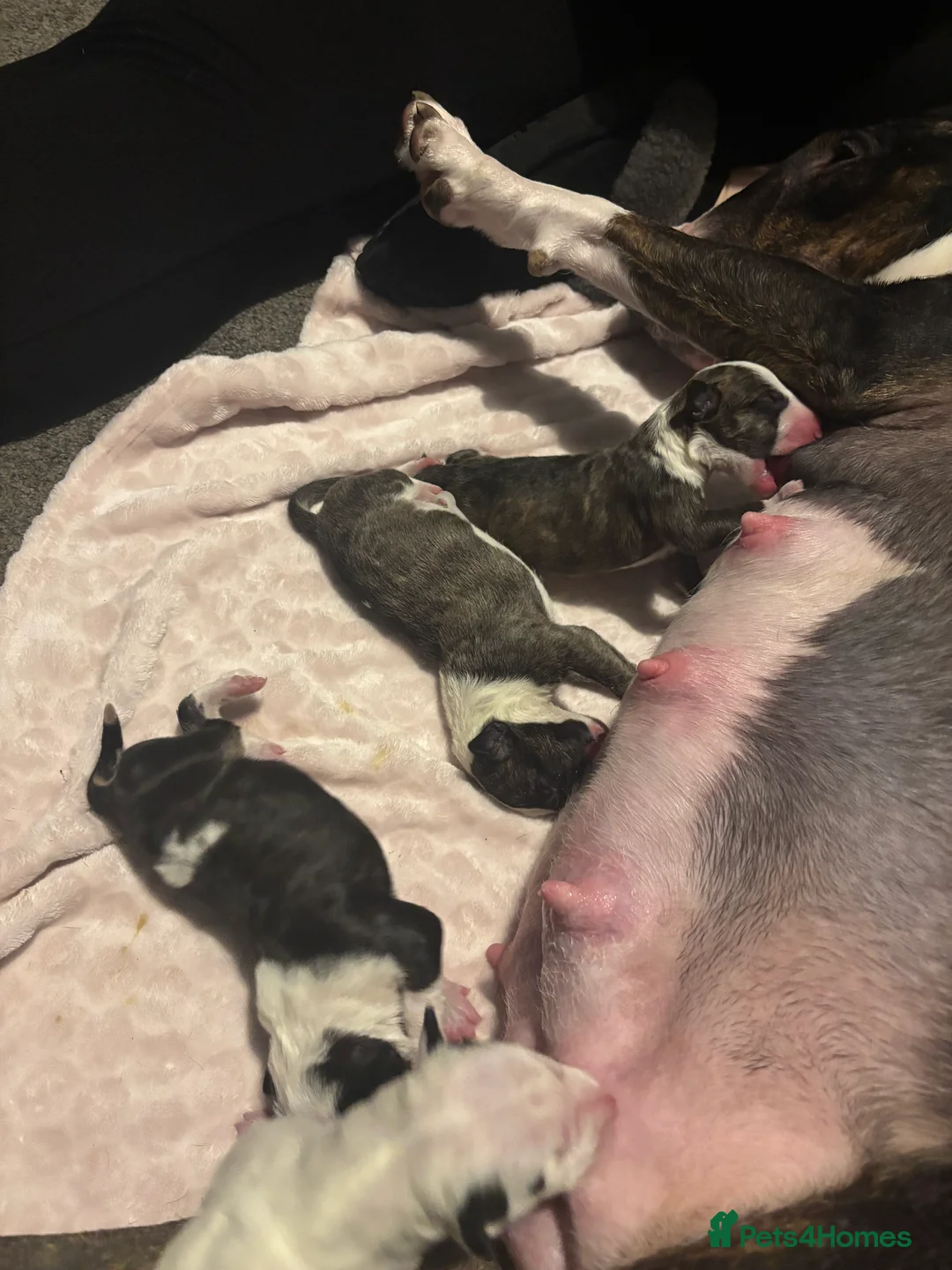 English Bull Terrier dogs for sale: English bull terrier  - Advert 2