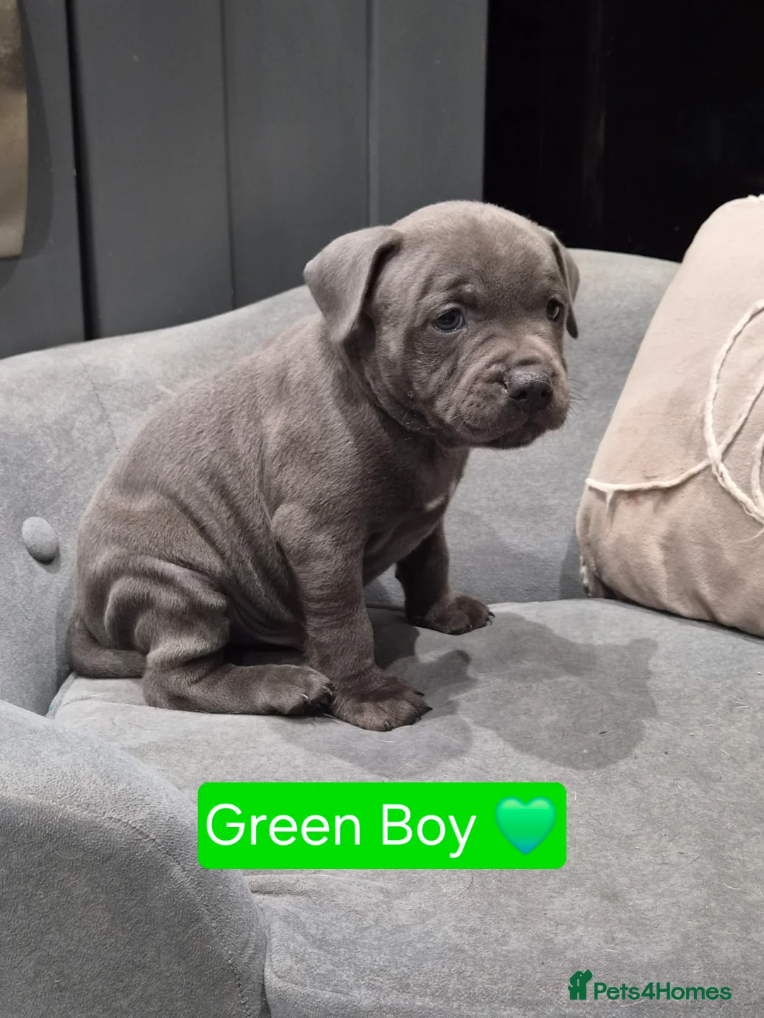 Staffordshire Bull Terrier dogs for sale: LAST BOY SIRED BY ROYAL REGIMENT KC REGISTERED - Advert 1