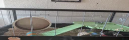 Hamster rodents for sale: Syrian hamster + full set up  - Advert 1