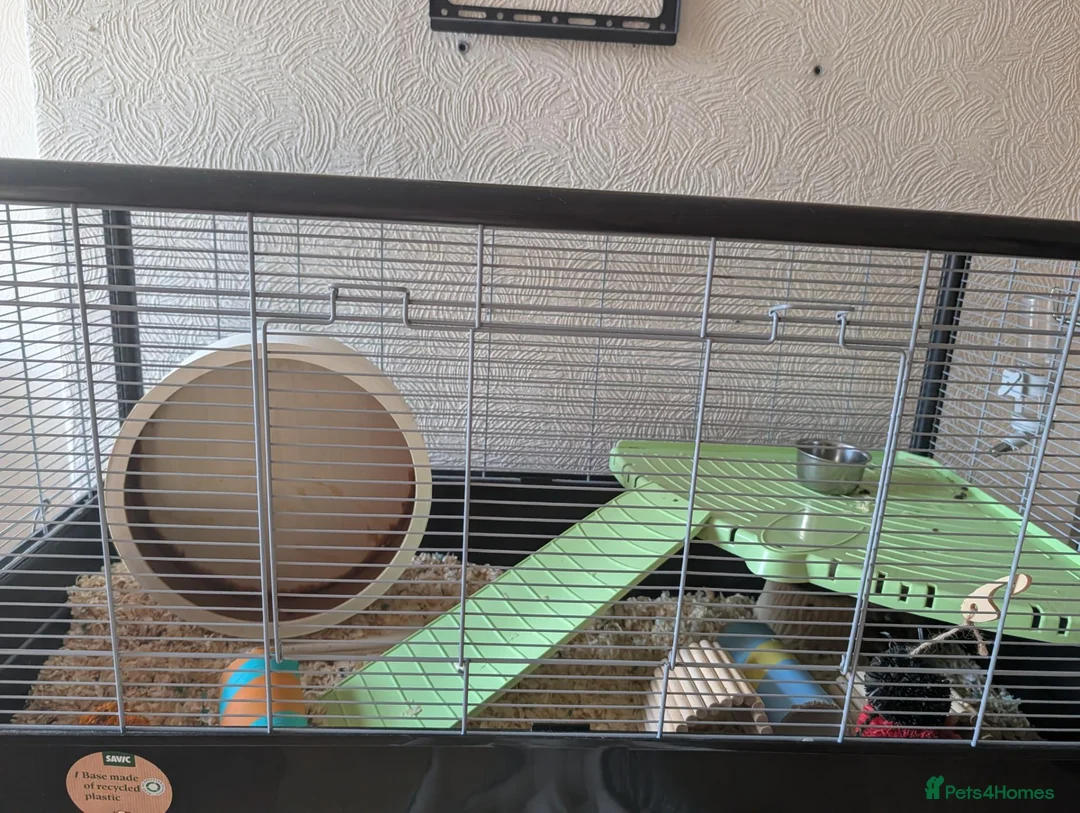 Hamster rodents for sale: Syrian hamster + full set up  - Advert 1