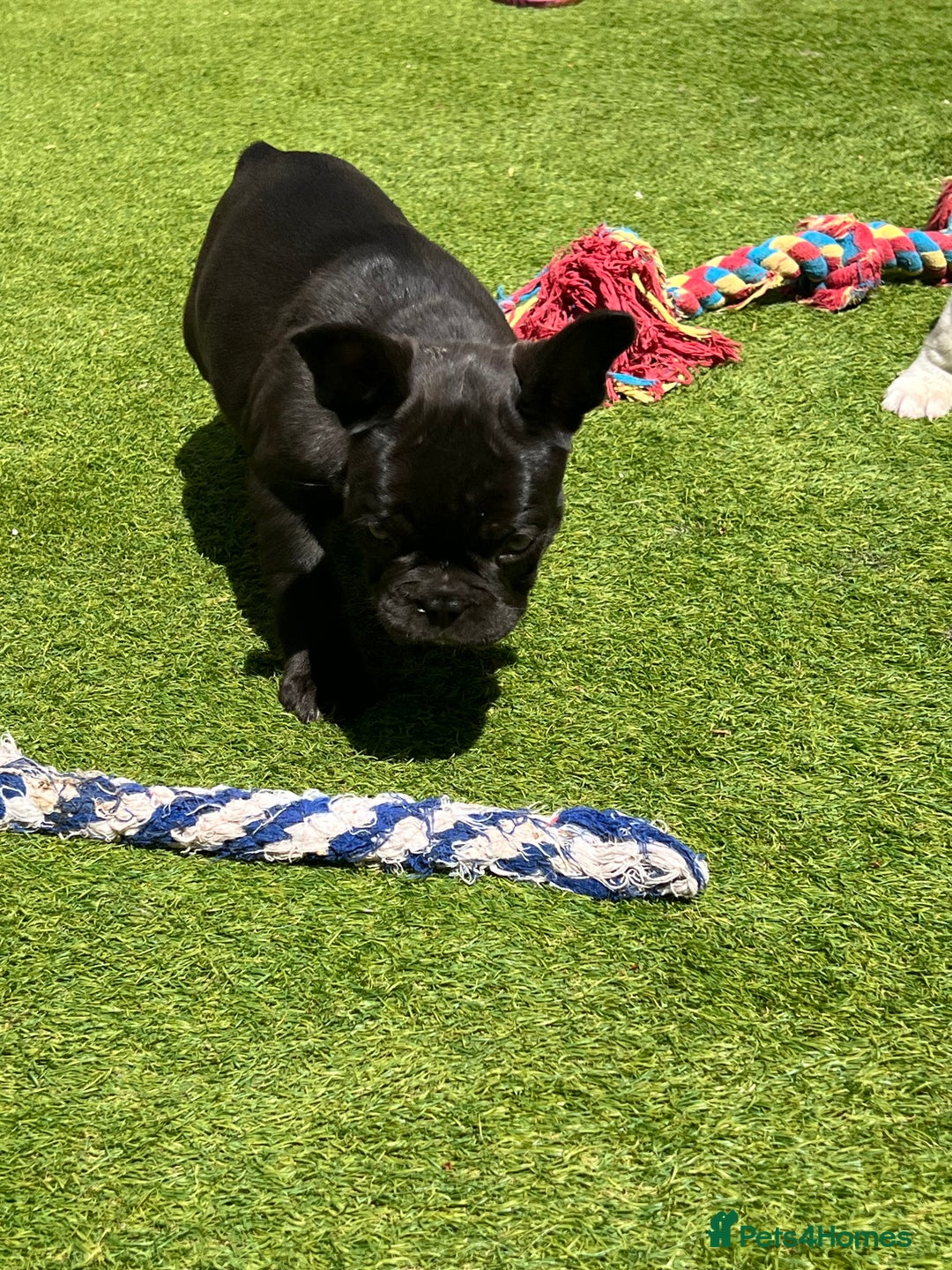 French Bulldog dogs for sale: French bulldog pups reduced what’s left now  - Image 12