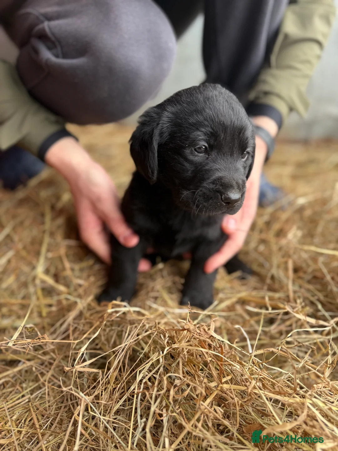 Labrador Retriever dogs for sale: Labrador retriever pups for sale black and gold X in Newark - Advert 6