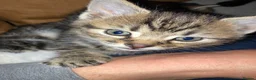 Mixed Breed cats for sale: 2 x adorable tabby kittens for sale! in Accrington - Advert 5