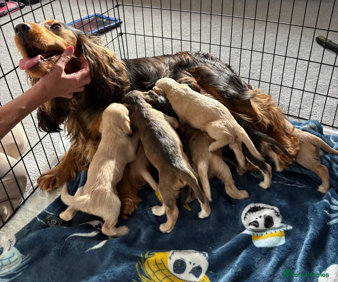 Cocker Spaniel dogs for sale: cocker spaniel puppies  - Advert 1