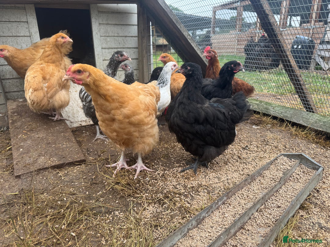 Chickens poultry for sale: Trio of Orpington’s Black or buff  - Image 2
