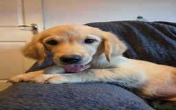 Goldador dogs for sale: *Ready Now 2 left!*Kitanas puppies  - Image 5