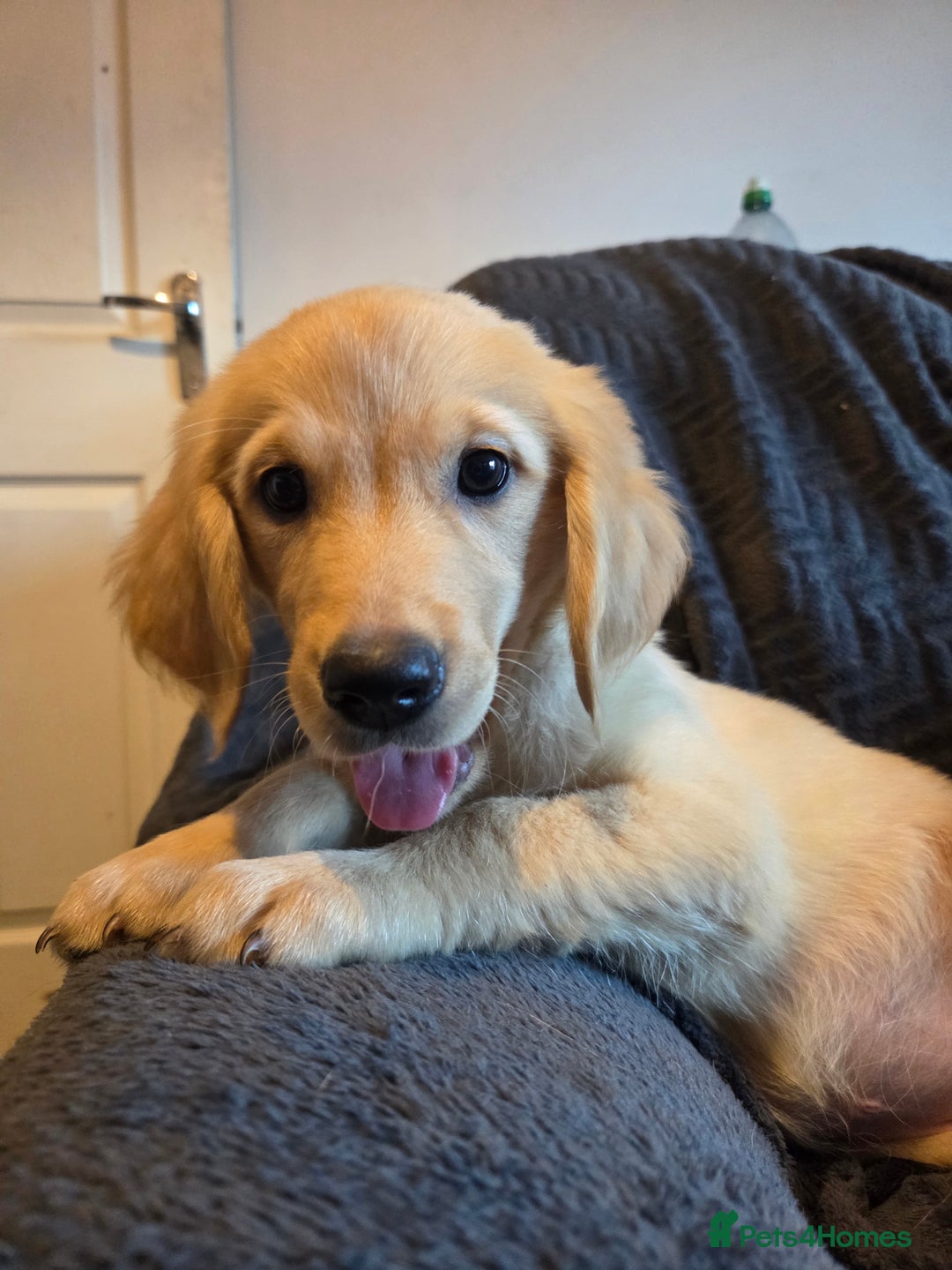 Goldador dogs for sale: *Ready Now 2 left!*Kitanas puppies  - Image 5
