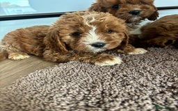 Cavapoo dogs for sale: Gorgeous cavapoos  - Image 20