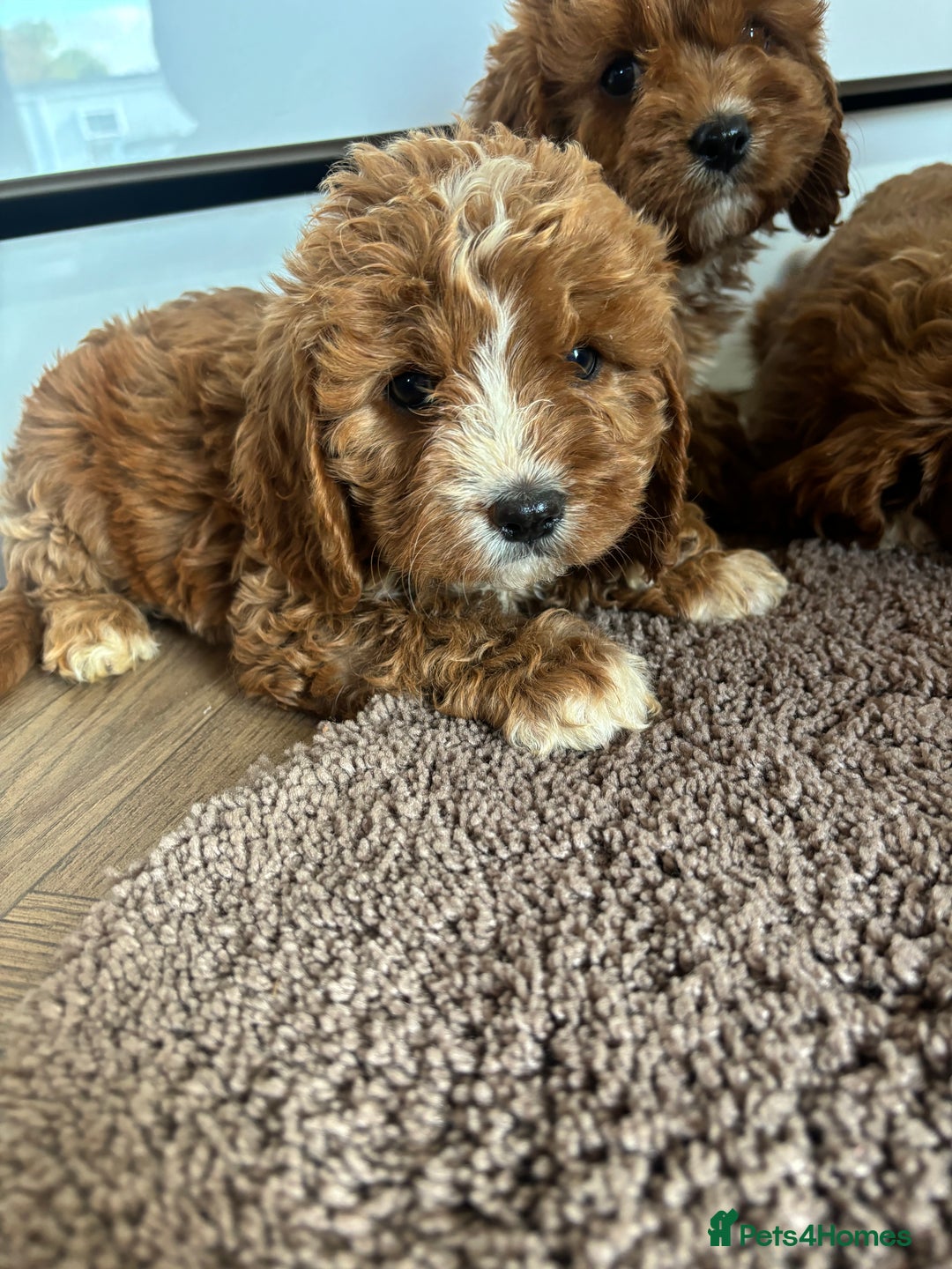 Cavapoo dogs for sale: Gorgeous cavapoos  - Image 20