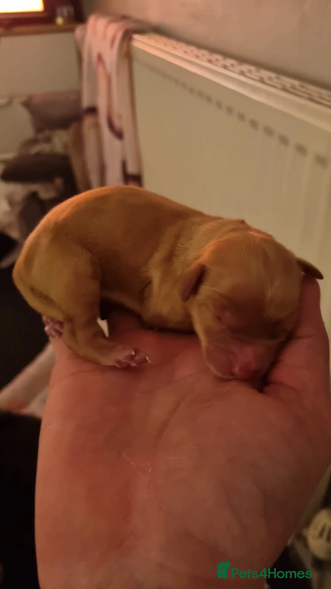 Cockapoo dogs for sale: Cockerpoo  - Advert 3