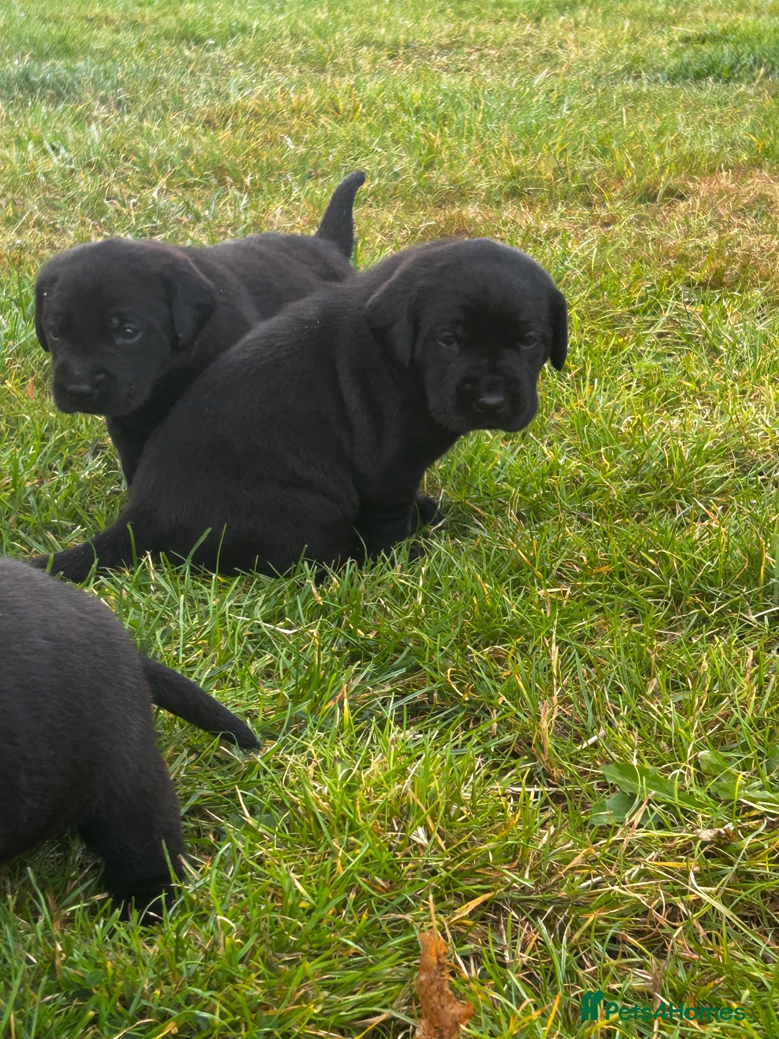 Labrador Retriever dogs Beautiful Kennel Club Registered Labrador Puppies  - Advert 2
