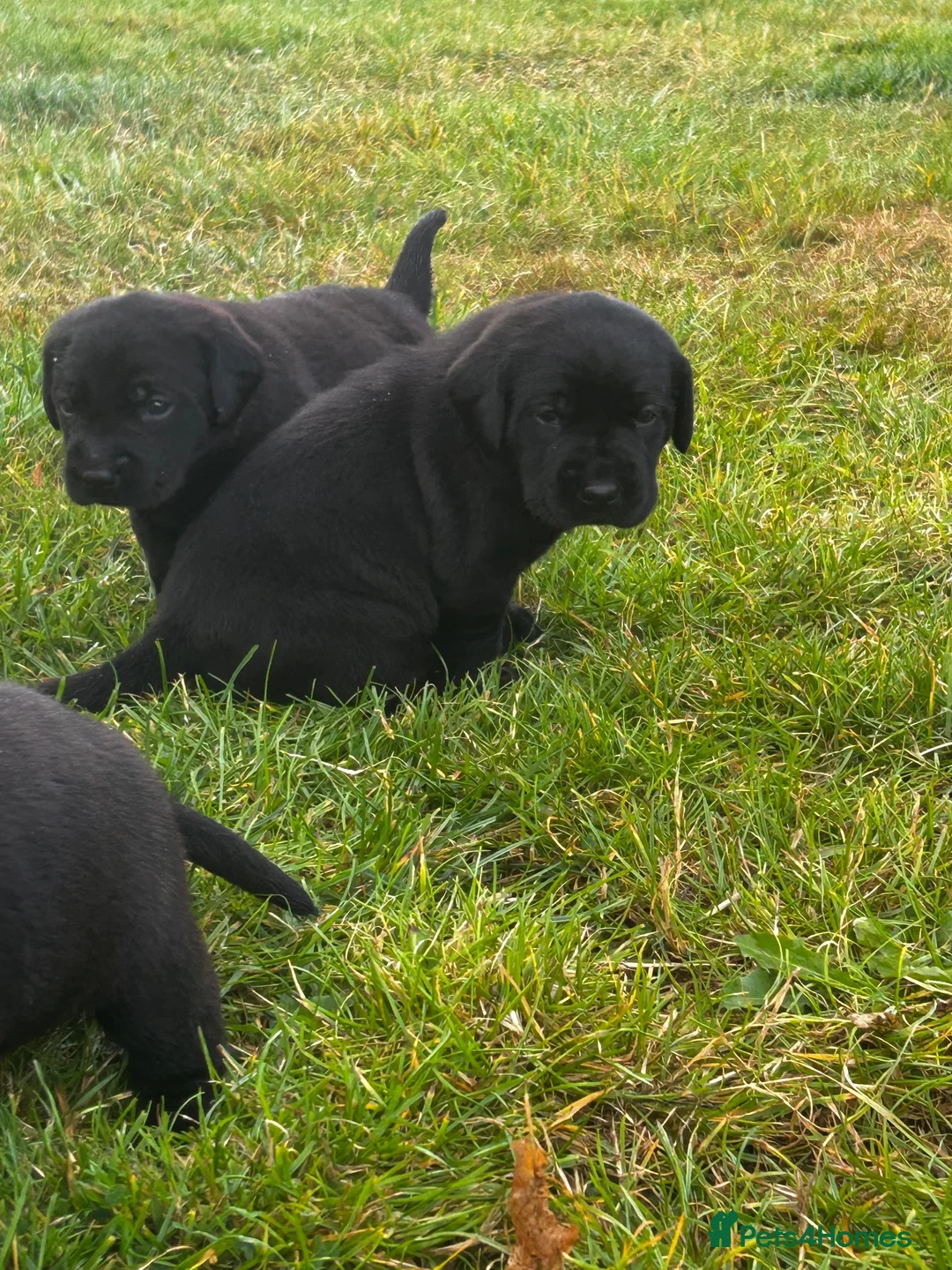 Labrador Retriever dogs for sale: Beautiful Kennel Club Registered Labrador Puppies  - Advert 2