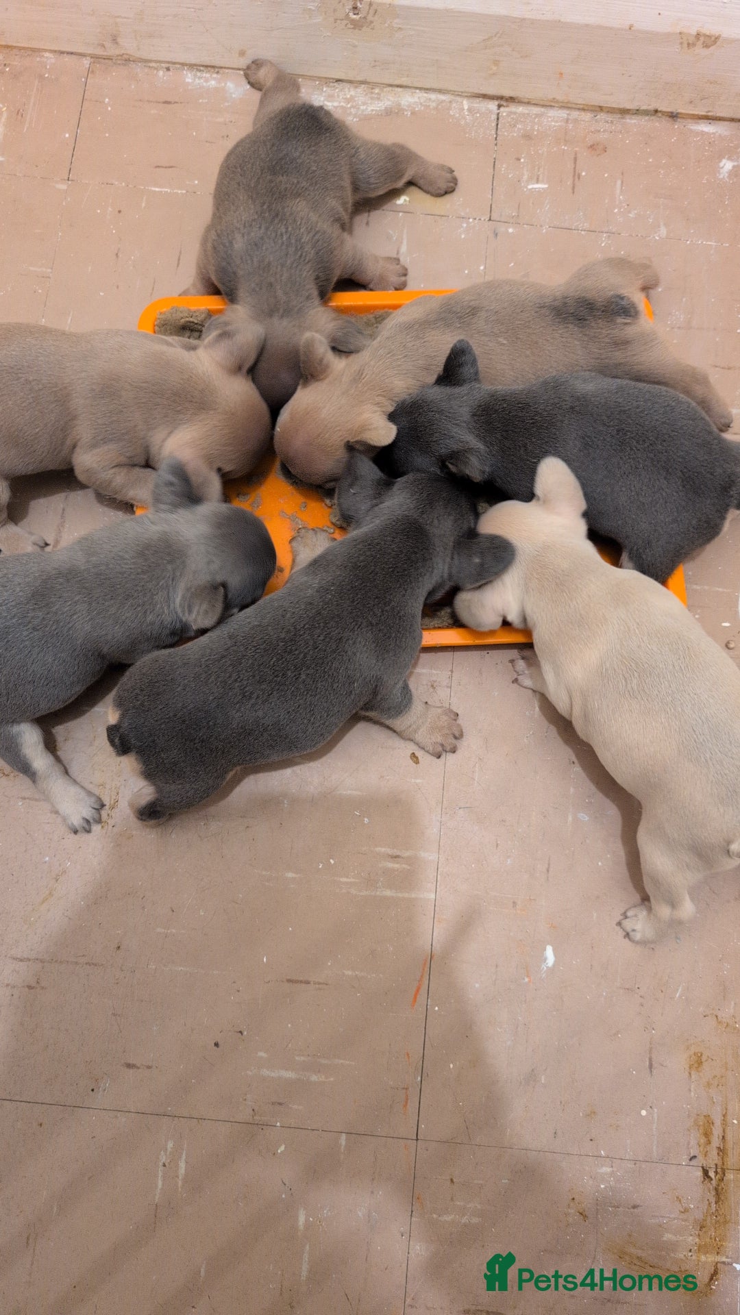 French Bulldog dogs for sale: Puppy frenchies - Advert 6