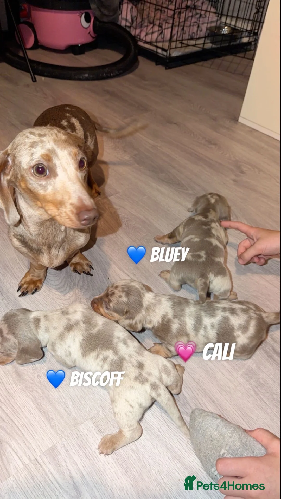 Miniature Dachshund dogs for sale: TINY MINI DACHSHUND PUPS - Advert 2