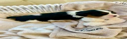 Cavalier King Charles Spaniel dogs for sale: Clearviews Classic Cavalier King Charles Spaniels - Advert 27