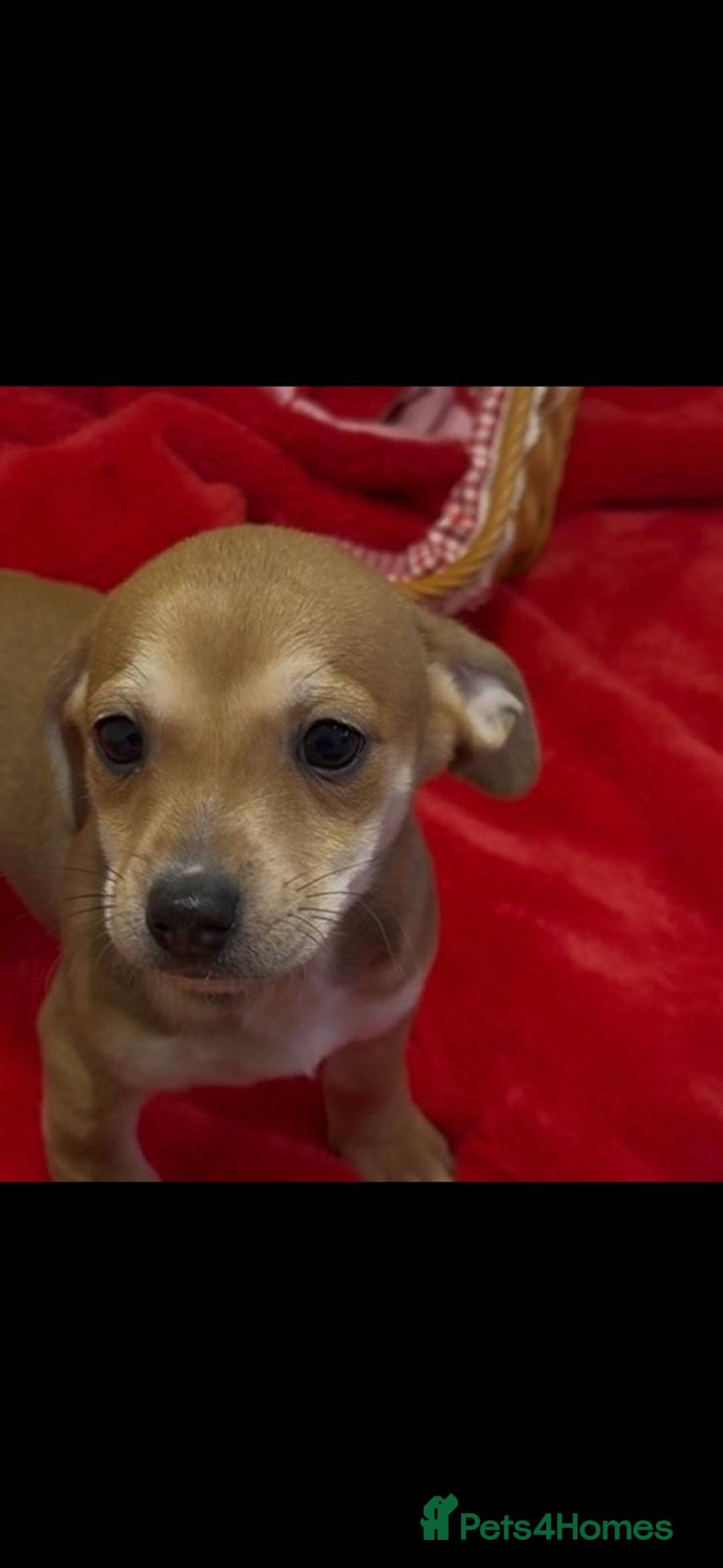 Chiweenie dogs for sale: Beautiful chiweenie puppies  - Advert 3