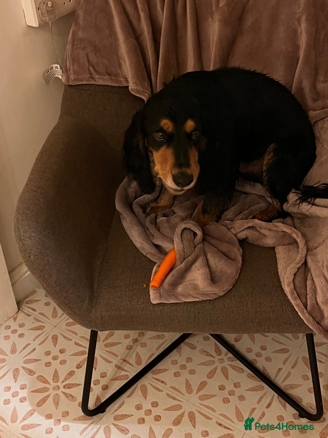 Cocker Spaniel dogs for sale: Ralph the Cocker Spaniel  - Advert 5