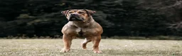 Boerboel dogs for sale: Waitlist now open - Advert 8