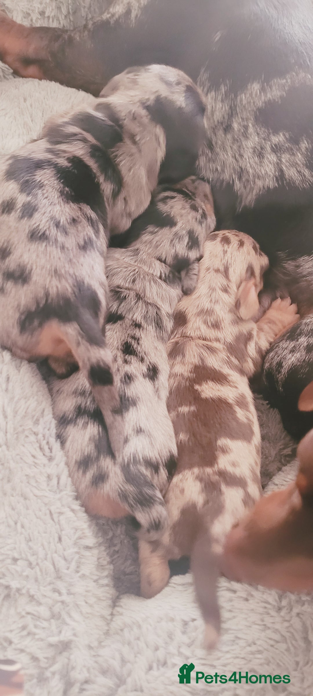 Miniature Dachshund dogs for sale: *1 boy available* - Miniature Dachshunds - Image 13