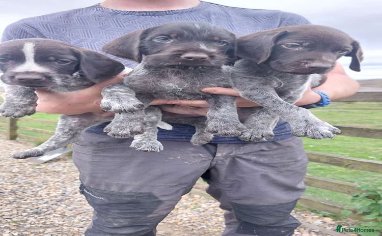 German Wirehaired Pointer dogs in Consett - Advert 1