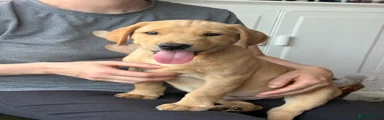 Labrador Retriever 1