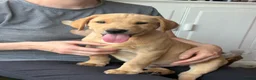 Labrador Retriever dogs for sale: Beautiful KC registered pups ready for their home - Advert 9