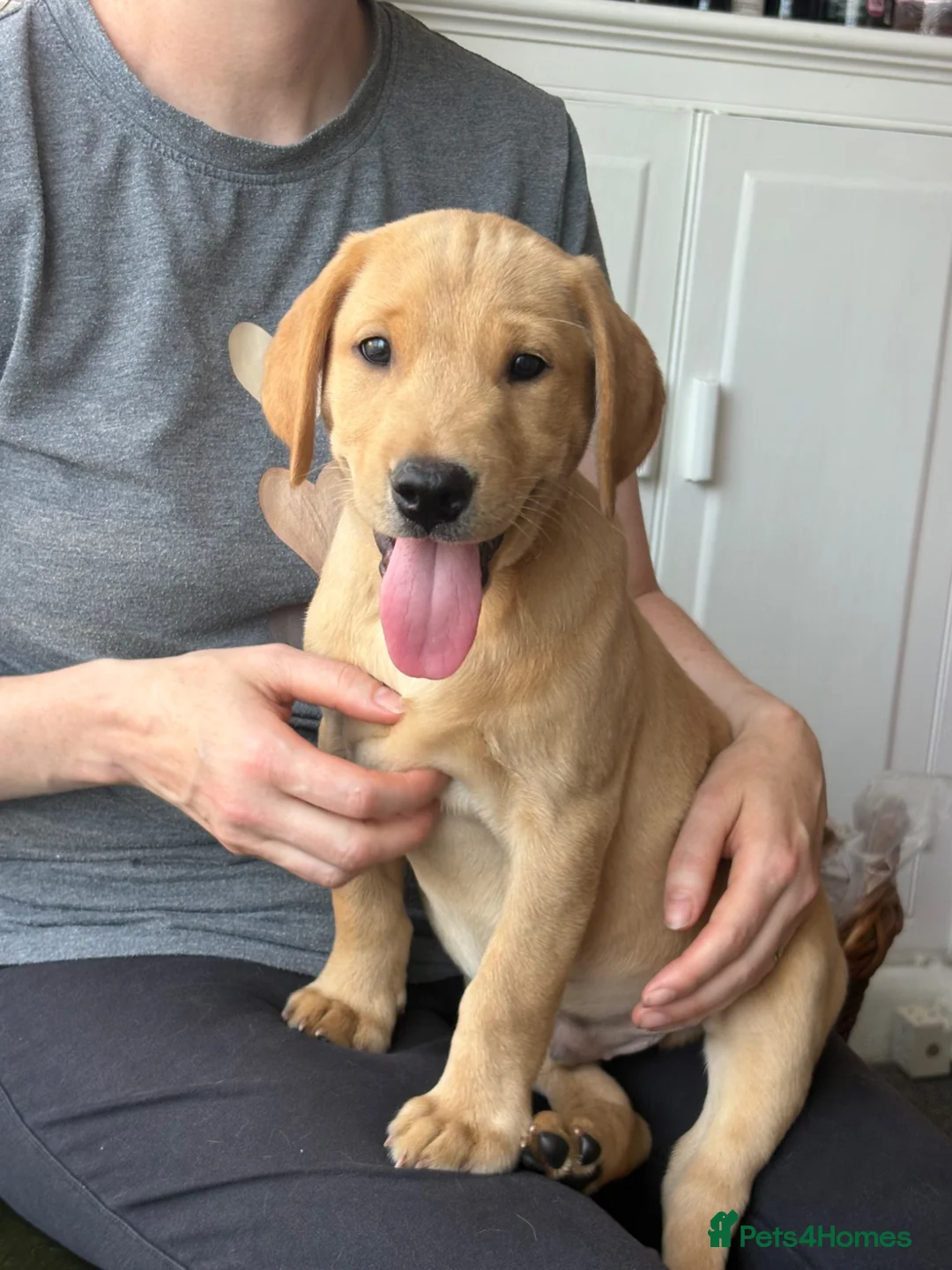 Labrador Retriever dogs for sale: Beautiful KC registered pups ready for their home - Advert 9