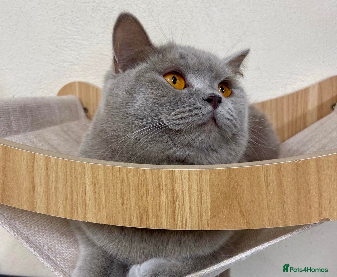 British Shorthair cats for sale: LILAC BSH GIRL LOOKING FOREVER HOME!!! 🐾😻 - Advert 5