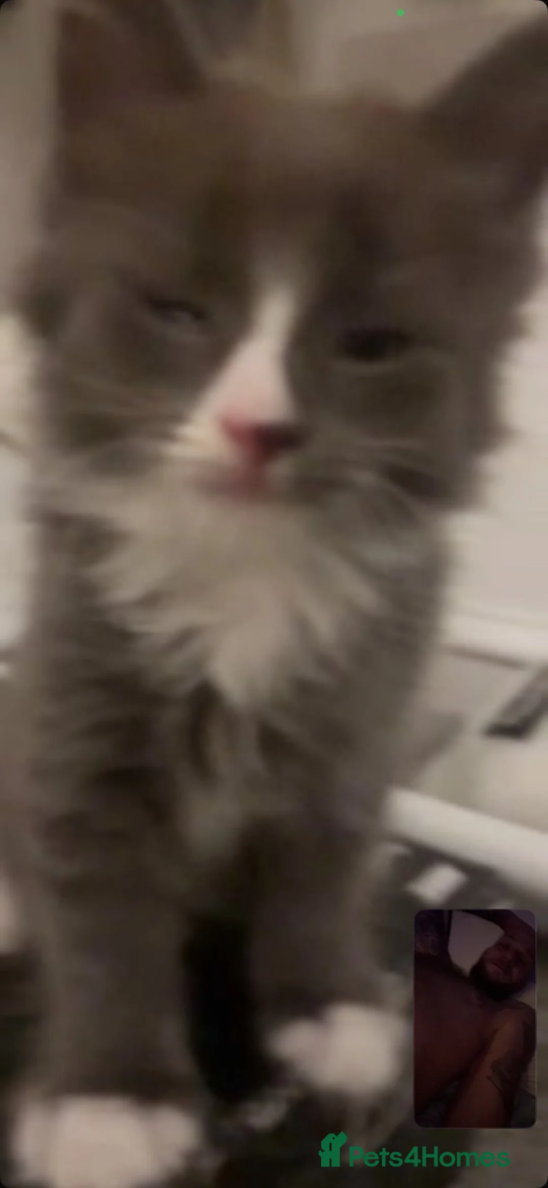 British Shorthair cats for sale: 1 fluffy grey kitten  - Advert 2