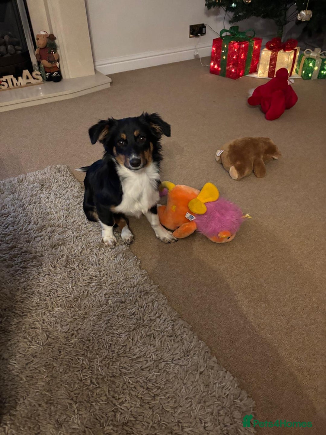 Mixed Breed dogs for adoption: Lorry  - Advert 7