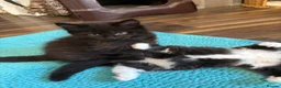 Mixed Breed cats for sale: Half ragdoll kittens! - Advert 17