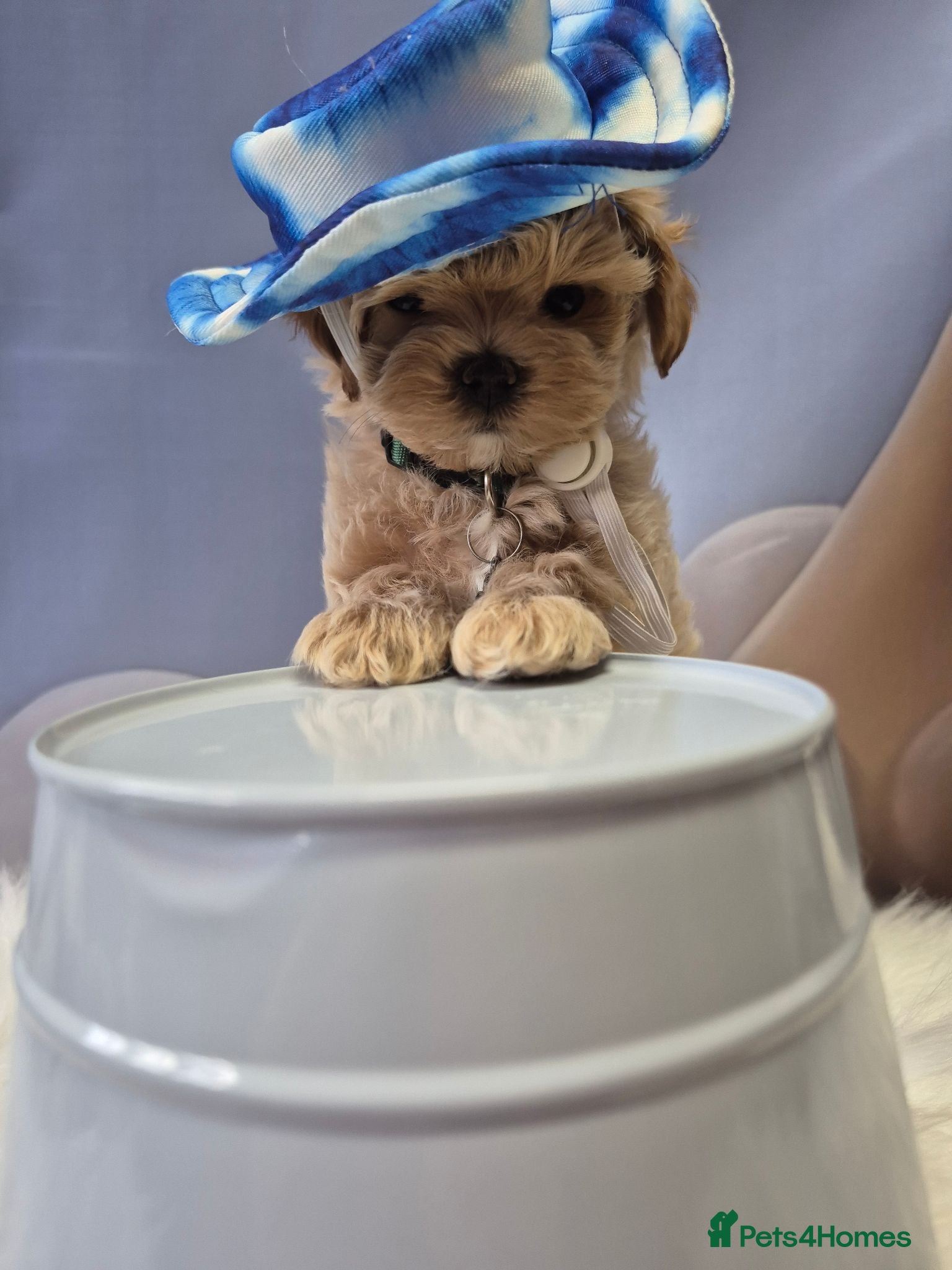 Maltipoo dogs Stunning Toy Asian & Korean F1 Maltipoo Apricot - Advert 2