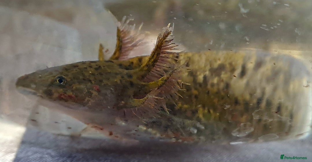 Axolotl reptiles for sale: Axolotls  - Image 33