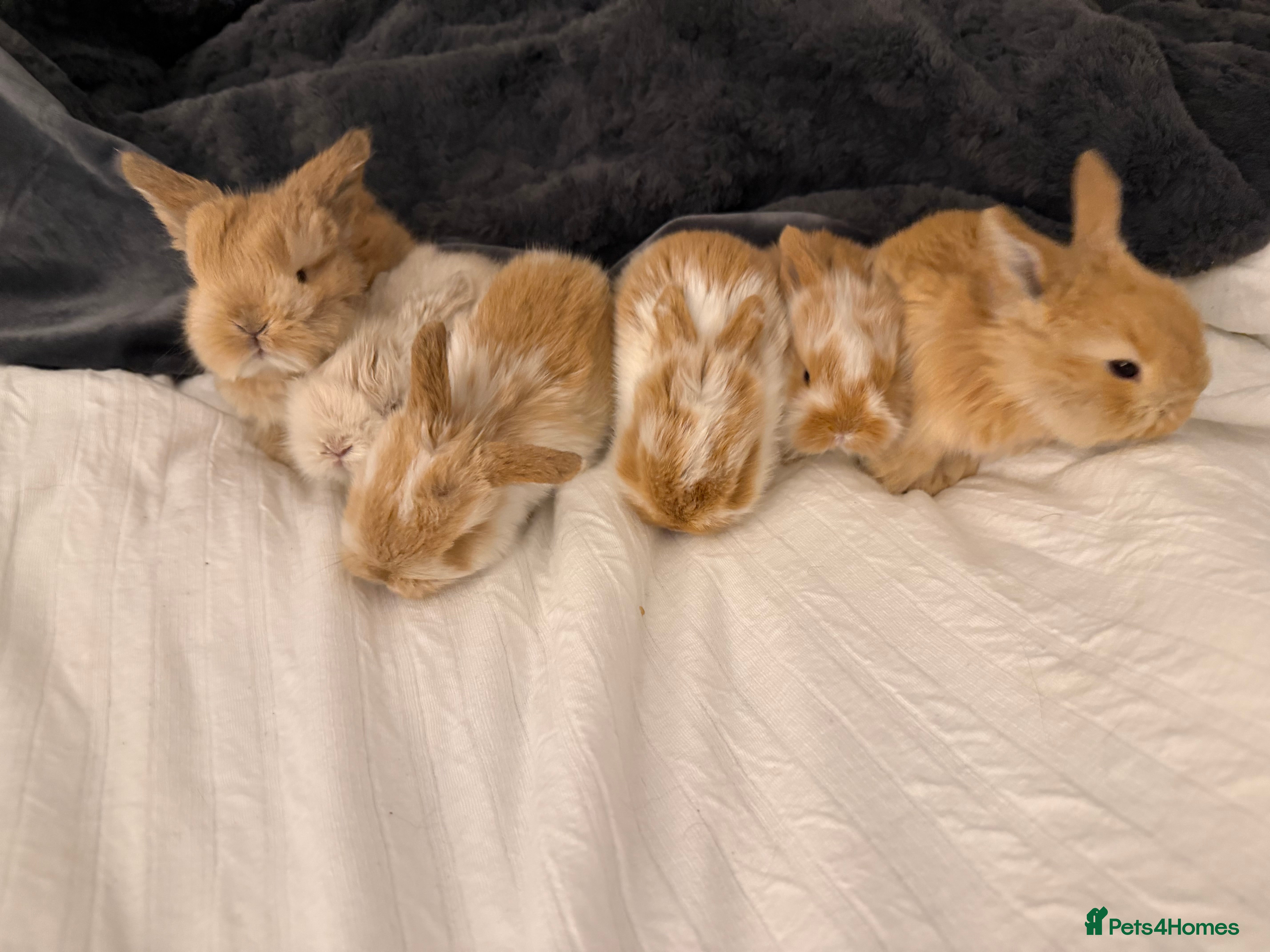 Mini Lop rabbits Mini Lop crossed Lion Lop Bunnies  - Advert 2