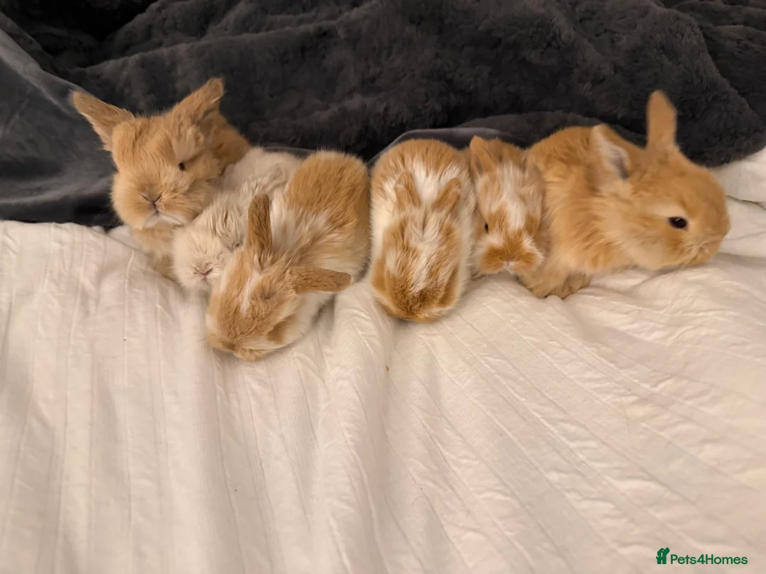 Mini Lop rabbits for sale: Mini Lop crossed Lion Lop Bunnies  - Advert 1