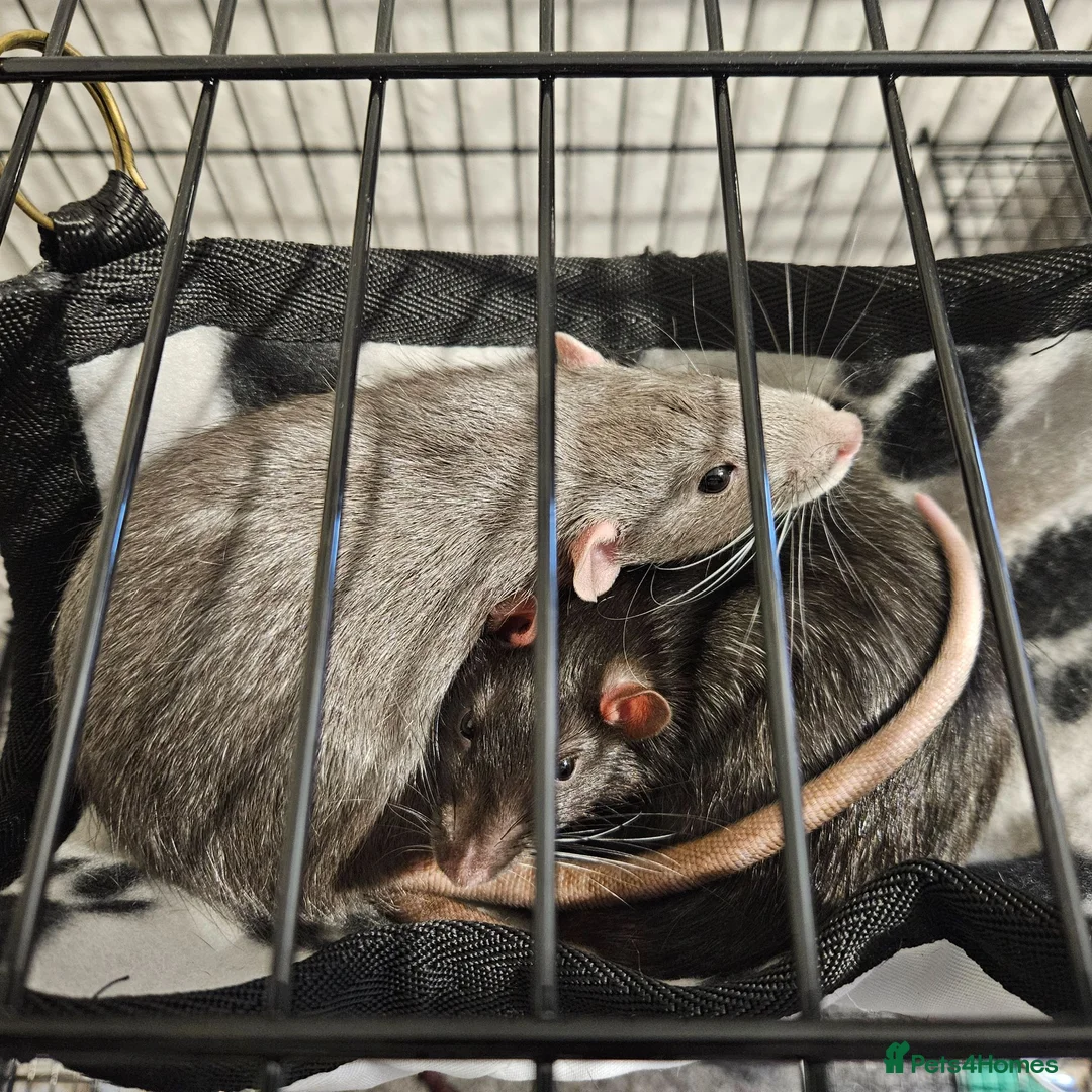 Rat rodents for sale: 2 Gorgeous and loving male rats in Derby - Advert 3