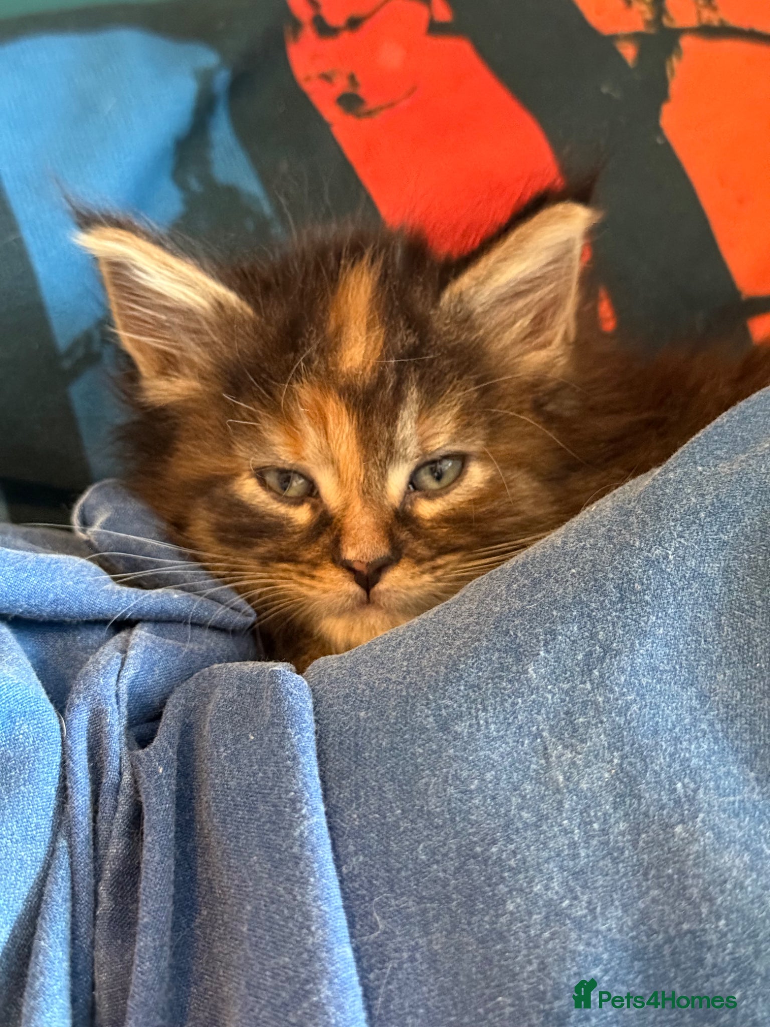 Maine Coon cats Maine Coon Cross Kittens  - Advert 4
