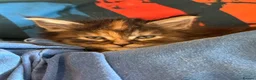 Maine Coon cats for sale: Maine Coon Cross Kittens  - Advert 13