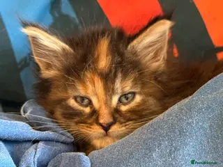 Maine Coon cats Maine Coon Cross Kittens - Advert 5