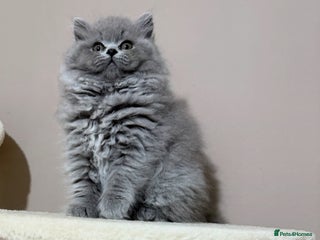 British Shorthair cats - Advert 11