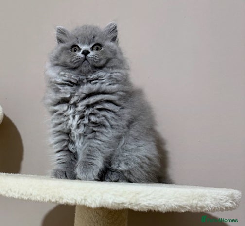 British Shorthair cats - Advert 1