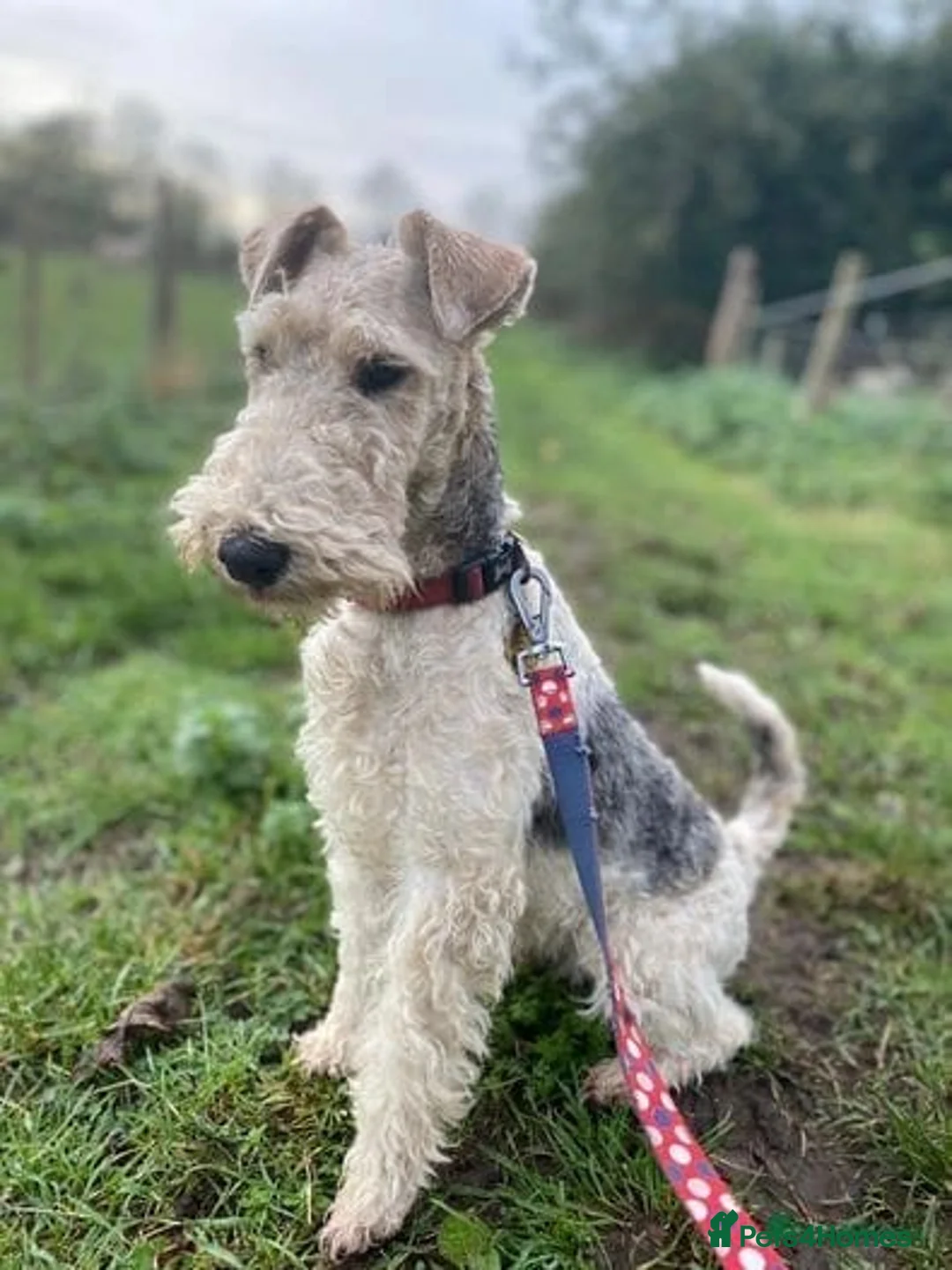 Fox Terrier dogs for sale: Beautiful KC litter of ( 3 boys )  in Wisbech - Advert 6