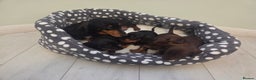 Miniature Dachshund dogs for sale: Daxie pups for sale - Advert 4