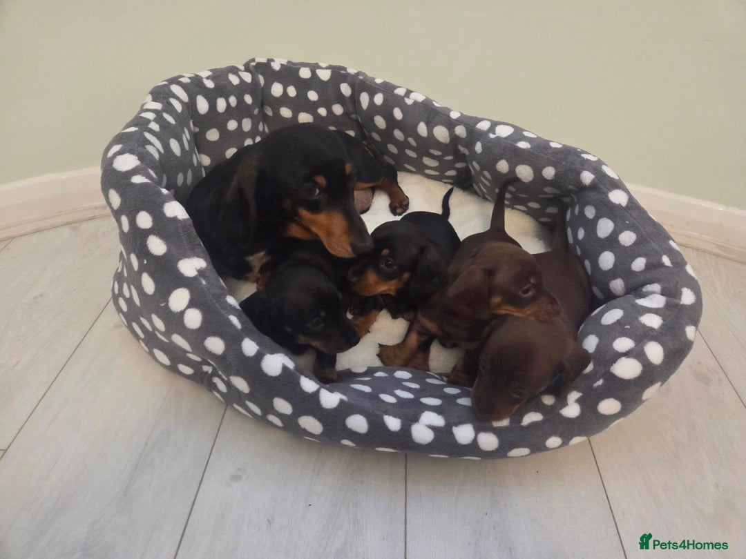 Miniature Dachshund dogs for sale: Daxie pups for sale - Advert 4